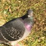 不弐 profil fotoğrafı