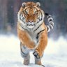 Жорж profil fotoğrafı