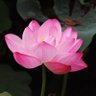 Stately Thoughts ✨🇮🇳🕉️🙏💫 的头像
