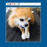 ロコモコ 的头像