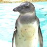 Profilbild von 🐧ペンギン1号🐧消費税廃止🐧