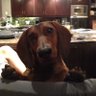 kissel's profile picture