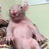 naked molerat's profile picture
