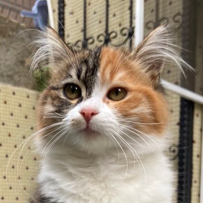 PrensesOmletSu's profile picture