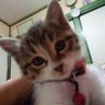 愛と光の天使❤️😺🐶🍀🌹 的头像