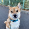 豆柴の大和🐶's profile picture