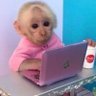 cara de fuinha's profile picture