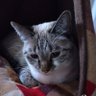 Masami🐾 profil fotoğrafı