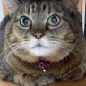 さぼってん's profile picture