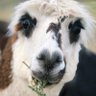 Profilbild von Larry Fox