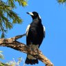 Tianle profil fotoğrafı