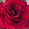 Rosy 的头像