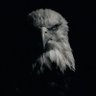 🦅 profil fotoğrafı