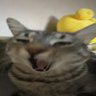 justaloser's profile picture