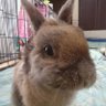 うさぱぱ123 profil fotoğrafı