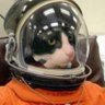 Profilbild von Bextia