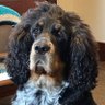 beaumadine scleavage's profile picture