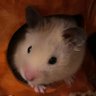 ののこ profil fotoğrafı