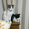 猫のポン profil fotoğrafı