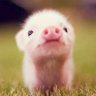 Grogne Moncochon 🇫🇷 🇺🇦 🦋's profile picture