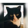 Profilbild von Frau RS 🐱 