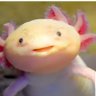 Boyo Boyo's profile picture