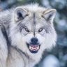 lastgrewwolf profil fotoğrafı