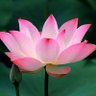 Vanathi's profile picture