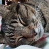 Profilbild von しいさま