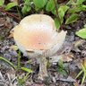 Profilbild von Fungi Fletch