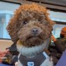 Фото профиля Truffelkaas