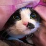 nakano🐾 neco🍵's profile picture
