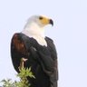 Profilbild von AKSH 🦅