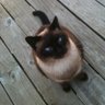 Ms Whackadoe's profile picture