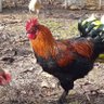 Furaxdu91 profil fotoğrafı