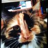 ziggeroonski's profile picture
