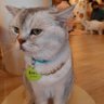 Profilbild von LisAeii