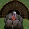 Profilbild von Turkey