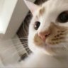 Profilbild von Rocky-zheng