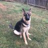 Фото профиля German Shepherd