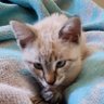Profilbild von GatoBenito1