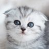 Profilbild von ATT