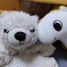 らくす🐻❄️ 的头像