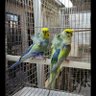 Фото профиля الجبوري ابو اسامه
