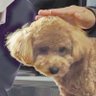 へもZZ's profile picture