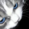 石头 profil fotoğrafı