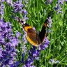 Фото профиля Butterfly 🇨🇦🍁🍂🪻