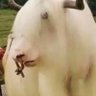 yak's profile picture