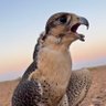 صاد's profile picture