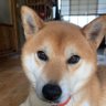 Фото профиля 月のパフィー(RYO)元の名はしょーちゃん